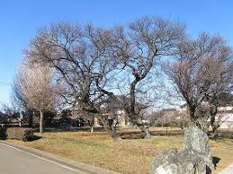 庭木の手入れ 剪定 方法 より自然な剪定手法を目指して 有 古平園