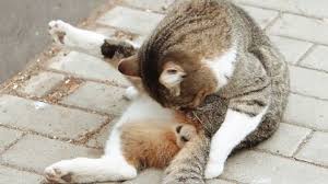 Closeup Stray Cat Licking His Balls Stock Footage Video (100% Royalty-free)  22352428 | Shutterstock