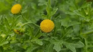 Image result for Grangea maderaspatana