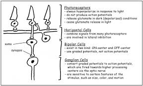 Crh Amacrine Cells Are Divided Into Three Cell Types. A, Left, Crh-1... |  Download Scientific Diagram