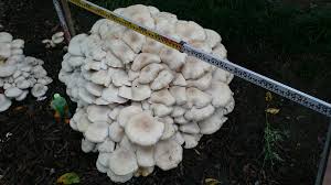 「ニオウシメジ」の画像検索結果