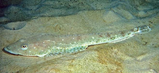 Platycephalus aurimaculatus