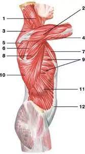 The internal intercostals are the muscles that depress the rib cage. Why Do The Rib Cage Of Guys With Six Pack Abs Not Visible Even When They Are Having Very Low Body Fat Percentage Quora