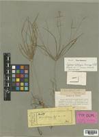 Image result for Cyperus zollingeri