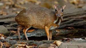 They stamp their small feet to signal to each other. Chevrotain Facts Mental Floss