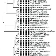 25 jenis bunga untuk mempercantik halaman rumah anda. Pdf Phylogenetic Structure And Clade Circumscriptions In The Gardenieae Complex Rubiaceae