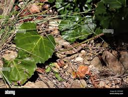 Image result for Rhoicissus tomentosa