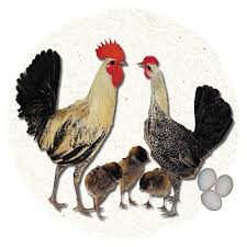 Pin On Rooster Fever