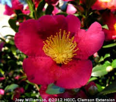 Camellia Vernalis Yuletide With Single Form Crimson Red Flowers In November Camellia Flowers Plants