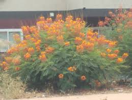 Image result for Caesalpinia rostrata