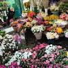 Shop all flowers by color blue flowers blush flowers brown flowers burgundy flowers coral flowers. 1