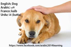 Learning Arabic Together Animal Dogs Dog Trainer Your Dog