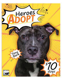Maybe you would like to learn more about one of these? Dogs For Adoption Dallas The Y Guide