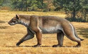 The Extinct Bear Dog Magericyon Anceps Lived In What Is Now Spain During The Miocene 10 9 Ma It Was Roughly Equivalent T Bear Dog Prehistoric World Megafauna Poslednie tvity ot kσvip (@beardog108). the extinct bear dog magericyon anceps