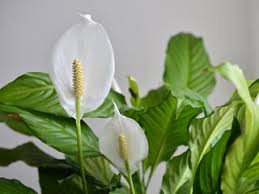 Image result for Spathiphyllum