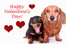 Happy Valentine S Day Happy Valentine Dachshund Love Dachshund Lovers