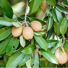 We did not find results for: Plantsguru Chikoo Chiku Sapota Grafted Fruit Plant Amazon In Garden Outdoors