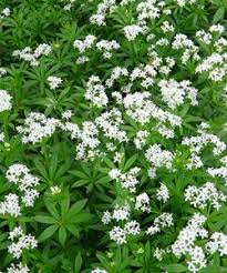 Galium Odoratum Echter Waldmeister Gestalten Wild Und Naturgarten Heimische Wildstauden Pflanzenversand Gartenschirme Naturgarten Bodendecker