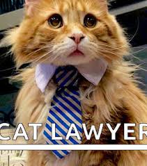 Lawyer accidentally uses zoom cat filter during virtual court session, unable to turn it off. Lawyer Cat Images On Favim Com