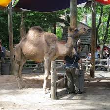 The bronx zoo is so much fun! Bronx Zoo Page 86 Zoochat