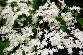 Check spelling or type a new query. Fiori Di Sambuco Blog Floraqueen It