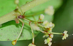 Image result for Terminalia trichopoda