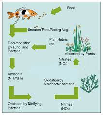 Aquaponics Nitrogen Cycle Suburban Aquaponics