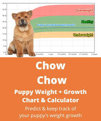 Infographic kitten cat growth chart by age weight and food, 42 unbiased growth chart for kittens, cat weights by age chart weight of 2 month old weighted, 4 cats siamese cats. Chow Chow Weight Growth Chart 2021 How Heavy Will My Chow Chow Weigh The Goody Pet