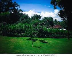 Green Grass Field In The Garden Park On A Sunny Day At Tangguwisia Village North Bali