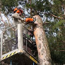 Hire the best tree services in merrick, ny on homeadvisor. Tree Removal Pruning Huntington Smithtown Commack Ny Tree Care