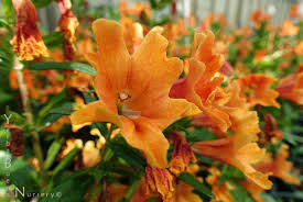 Image result for Mimulus