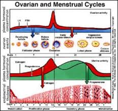 Fertility Hormone Levels And Sperm Parameters Monitoring