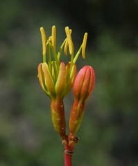 Image result for Euphorbia crebrifolia