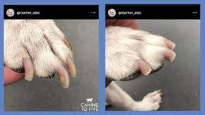 The At Home Guide To Trimming Your Dog S Nails Canine To Five