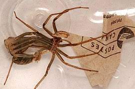 Find out here why their storybook relationship came to an end several years later in. Giant House Spider Wikipedia