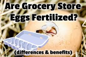 Yes, that says 'put in the carton', not laid or collected, but cartoned. Are Grocery Store Eggs Fertilized Differences Benefits