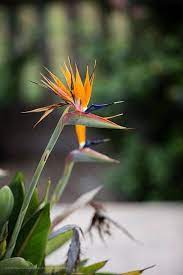 La Belleza Sin Igual De La Flor Ave Del Guia De Jardineria Birds Of Paradise Flower Birds Of Paradise Plant Birds Of Paradise