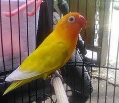 Check spelling or type a new query. 110 Ide Love Bird Burung Burung Cantik Jenis