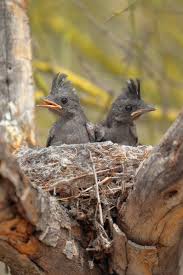 Image result for Nesaea passerinoides