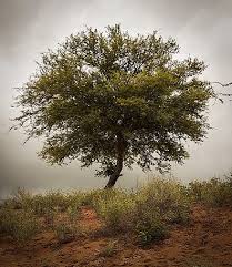 Gum arabic tree is used in traditional medicine as treatment for a wide range of conditions such as diarrhea, dysentery, leprosy, coughs, intestinal pains, cancers and tumors, colds, congestion, tuberculosis, durations of liver and spleen, fevers, gallbladder problems, hemorrhage, hemorrhoids. Senegalia Senegal Wikiwand