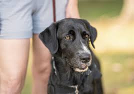 Find great pyrenees in canada | visit kijiji classifieds to buy, sell, or trade almost anything! Pet Tales Parker The Former Rescue Puppy Now Is A Service Dog To A Veteran Pittsburgh Post Gazette
