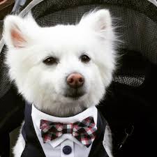 Our ceo sherman has crossed the magical rainbow. Pinky S Mobile Grooming 34 Recommendations Mission Viejo Ca