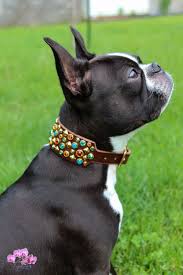 Dog Collars Panosundaki Pin