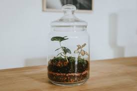 Untuk memiliki terrarium ini anda harus mengetahui cara membuat terrarium yang benar agar tanaman yang anda tanam tersebut bisa tumbuh degan baik. 5 Fakta Tentang Terarium Dekorasi Alam Imut Untuk Kamu Yang Minimalis