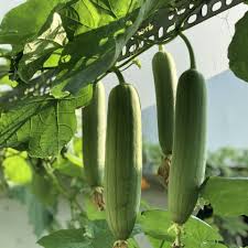 Image result for Luffa
