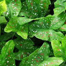 Image result for Caladium
