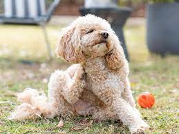 7 Natural Home Remedies For Itchy Dogs
