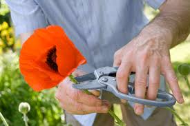 Mohn säen sie zwischen ende märz und anfang april. Mohn Schneiden Fur Die Vase Oder Als Wintervorbereitung