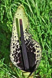 Arum Dioscoridis לוף מנומר Unusual Flowers Black Flowers Rare Plants