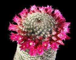 Pink flowers occur on species pereskia grandiflora. Mammillaria Cactus Care Learn To Grow The Pincushion Cactus